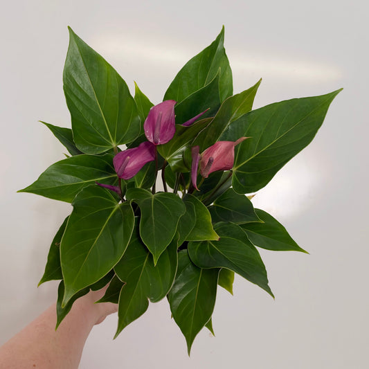 Anthurium Andreanum Mixed