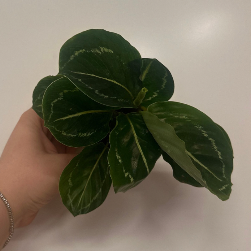 Mini Calathea 'Green Goddess