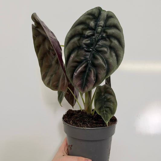 Alocasia Cuprea Red Secret