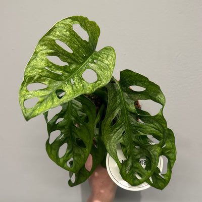 Monstera Adansonii 'Mint'