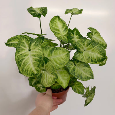 Syngonium Pixie