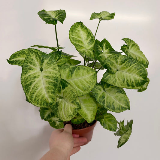 Syngonium Pixie