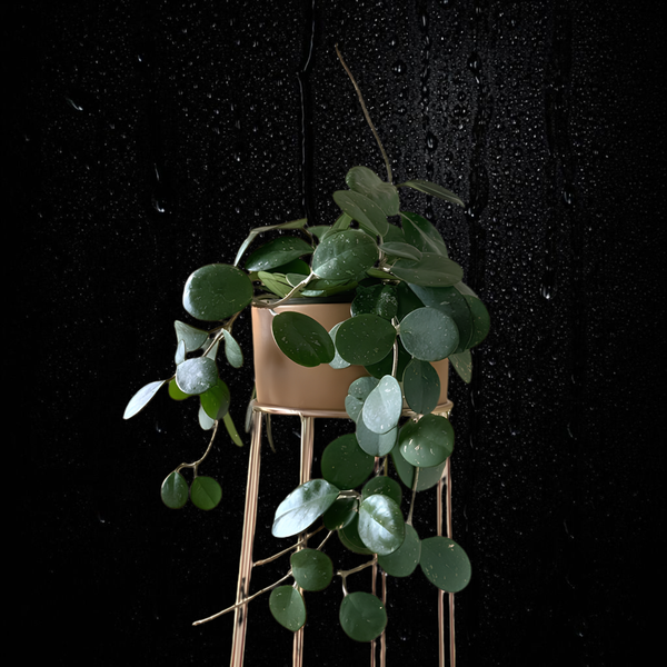 Hoya