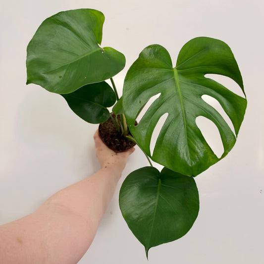 Monstera Deliciosa