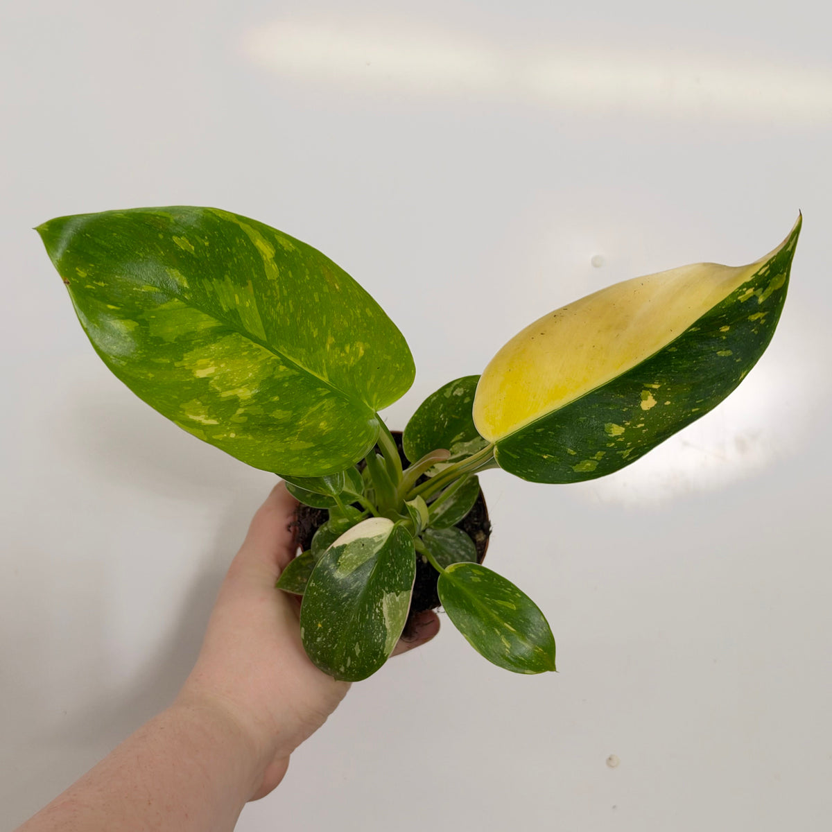 Philodendron Green Congo Variegated