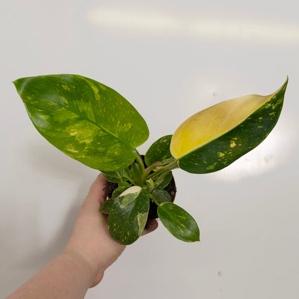 Philodendron Green Congo Variegated