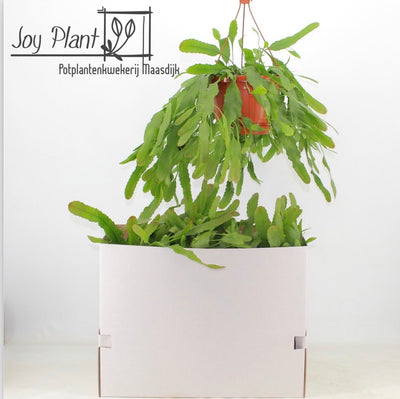 Hanging Lepismium Houlletianum