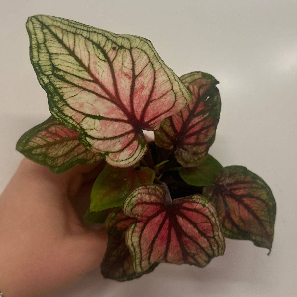 Mini Caladium 'Lucia'