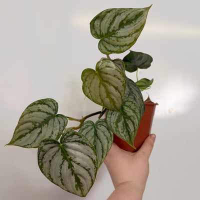 Philodendron Brandtianum