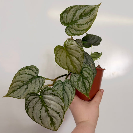 Philodendron Brandtianum