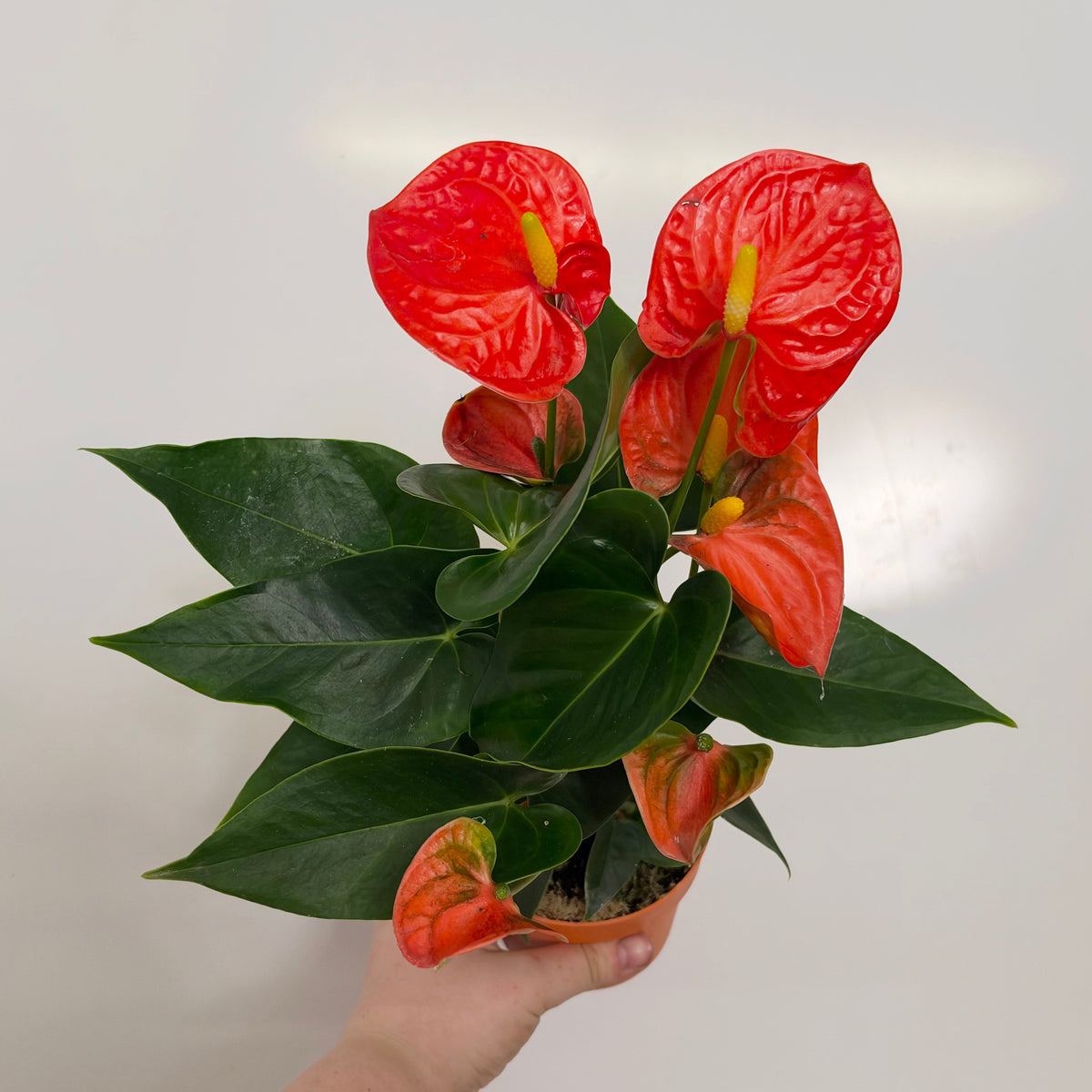 Anthurium Andreanum Mixed