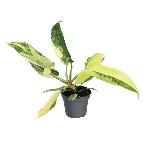 Philodendron Florida Beauty - Pick Date 20th