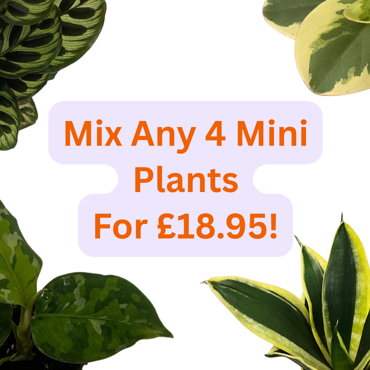4 Mini Plants £18.95