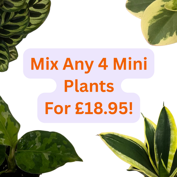 4 Mini Plants £18.95