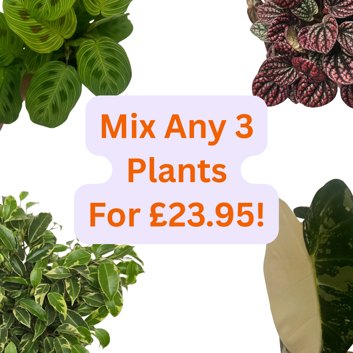 Mix any 3 Plants For £23.95