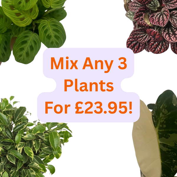Mix any 3 Plants For £23.95