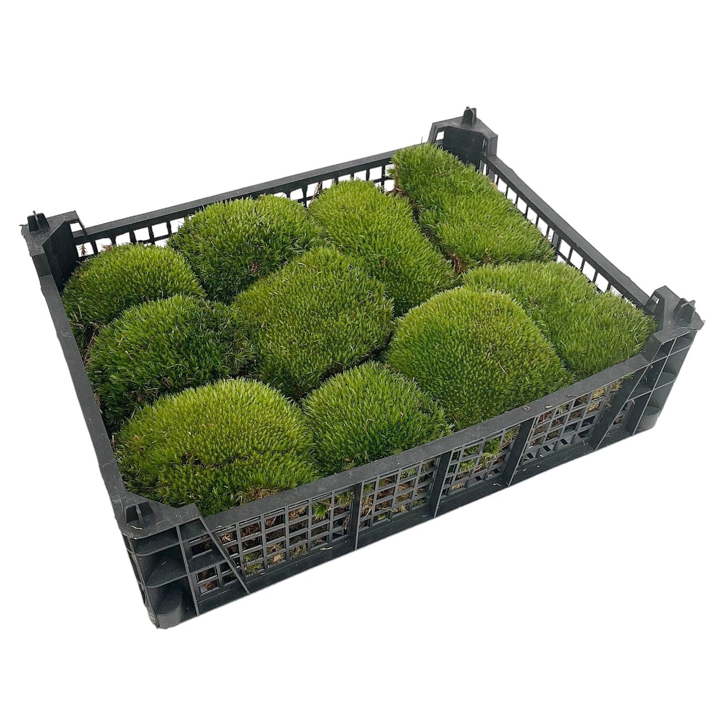 Bun Moss