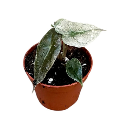 Mini Alocasia Polly Variegated
