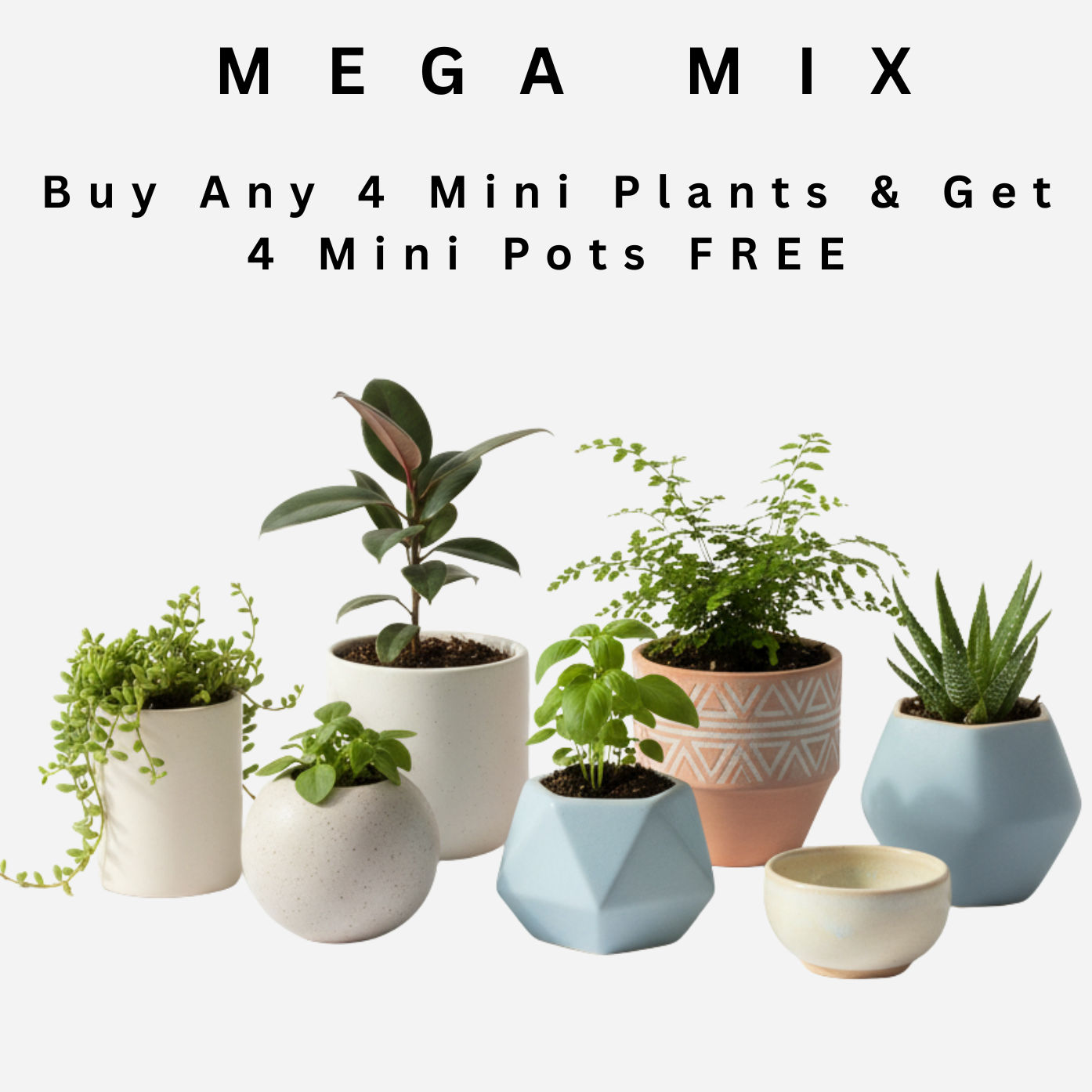 Buy 4 Mini Plants & Get 4 Mini Pots FREE