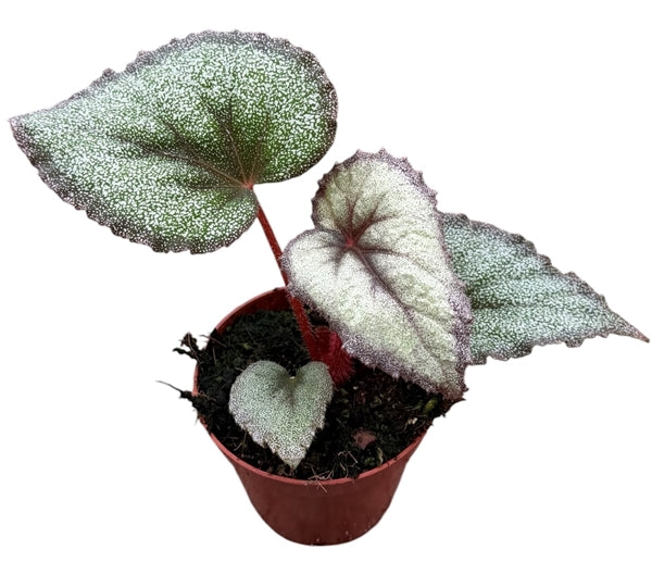Begonia leaf 'Flamingo Soul'
