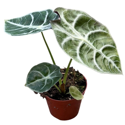 Alocasia Watsoniana 'Lightning'