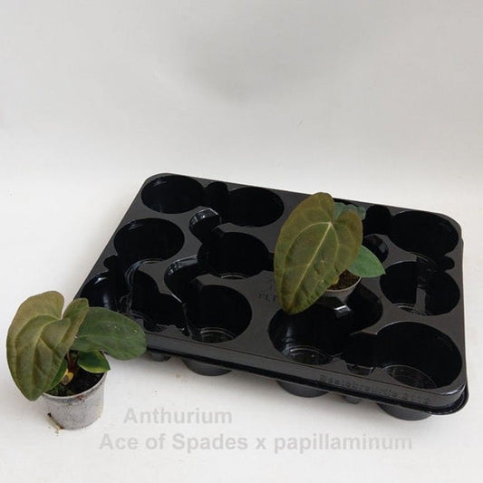 Anthurium 'Ace of Spades' DF x Papillilaminum IL