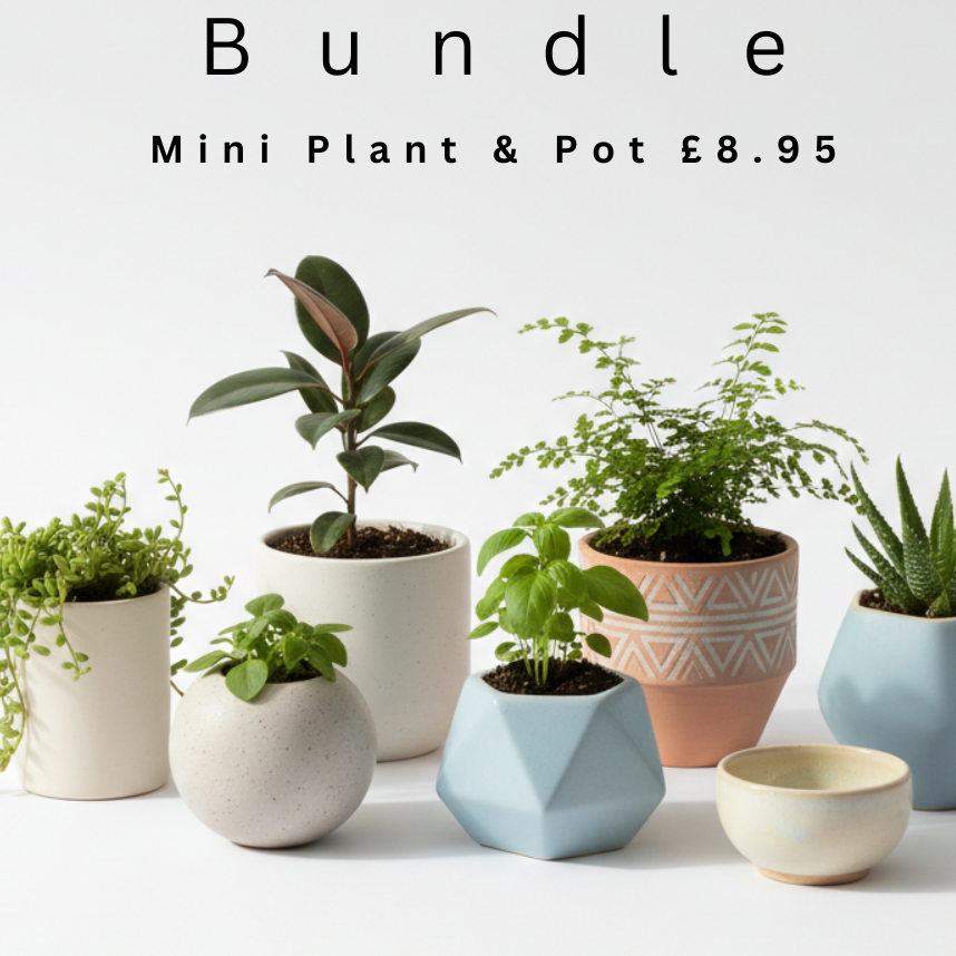 Mini Plant & Pot £8.95