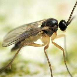 60 sqm Sciarid Fly (Fungus Gnat) Nematodes