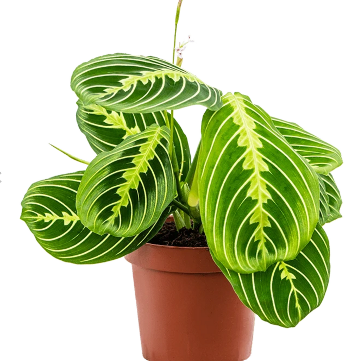 Maranta Lemon Lime