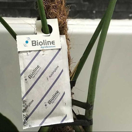 Slow Release Sachets for Thrips (Amblyseius cucumeris)