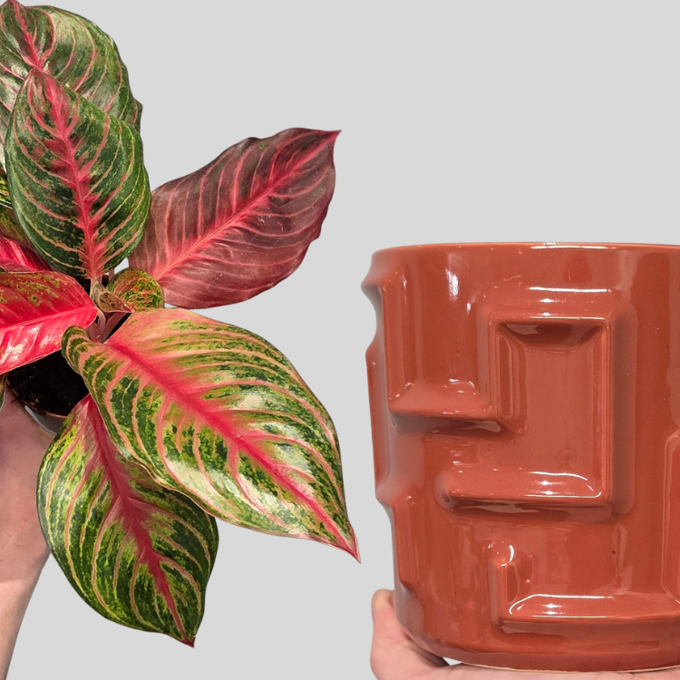 Aglaonema 'Red Emerald' & Tetra Pot