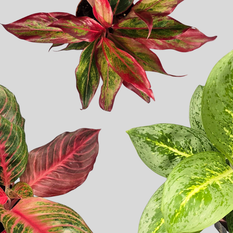Mix Aglaonema Bundle x 3