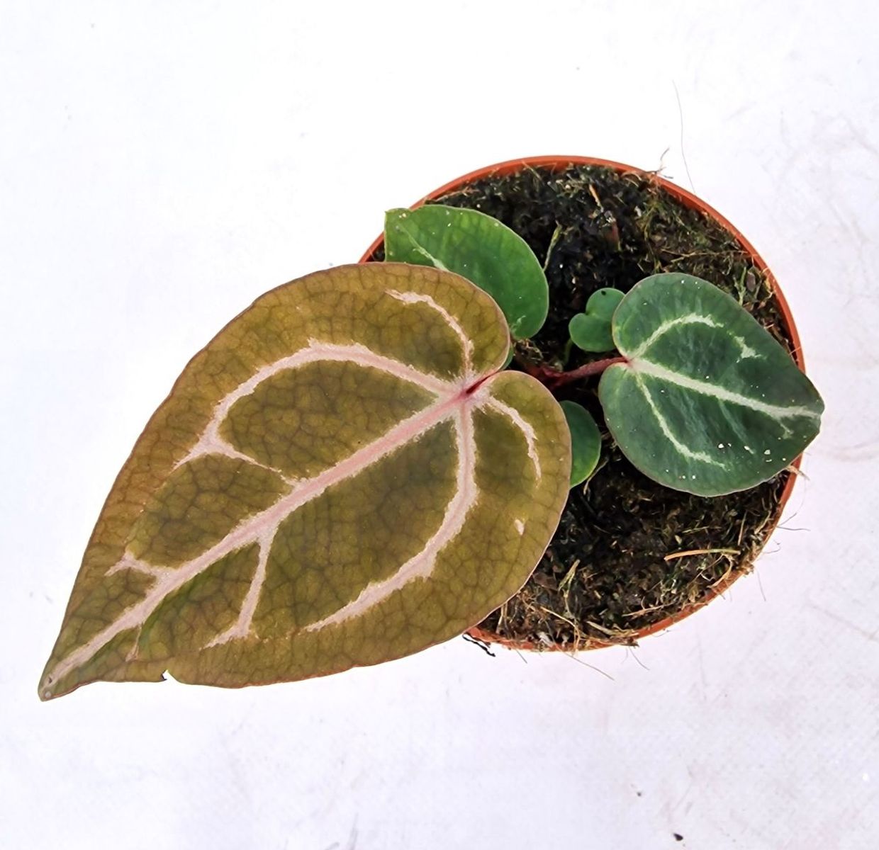 Anthurium Zara X Michelle X Red Crystallinum