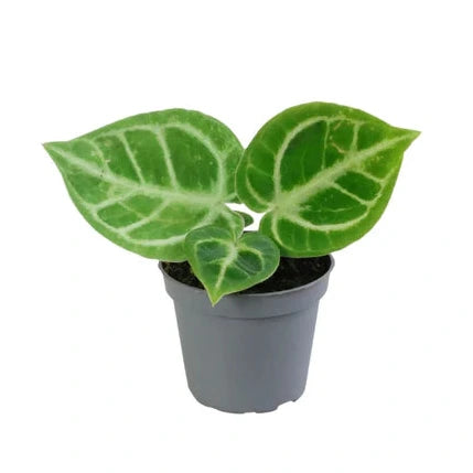 Mini Anthurium Dorayaki