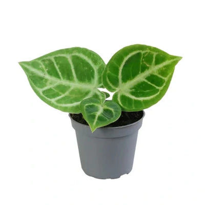 Mini Anthurium Dorayaki