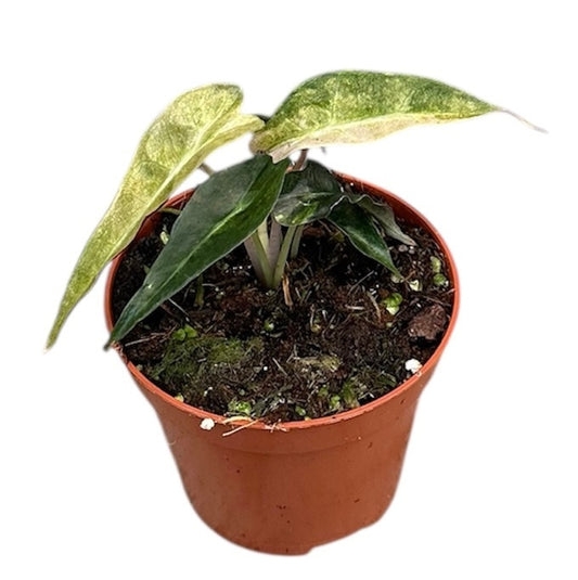 Alocasia Polly Aurea Variegated
