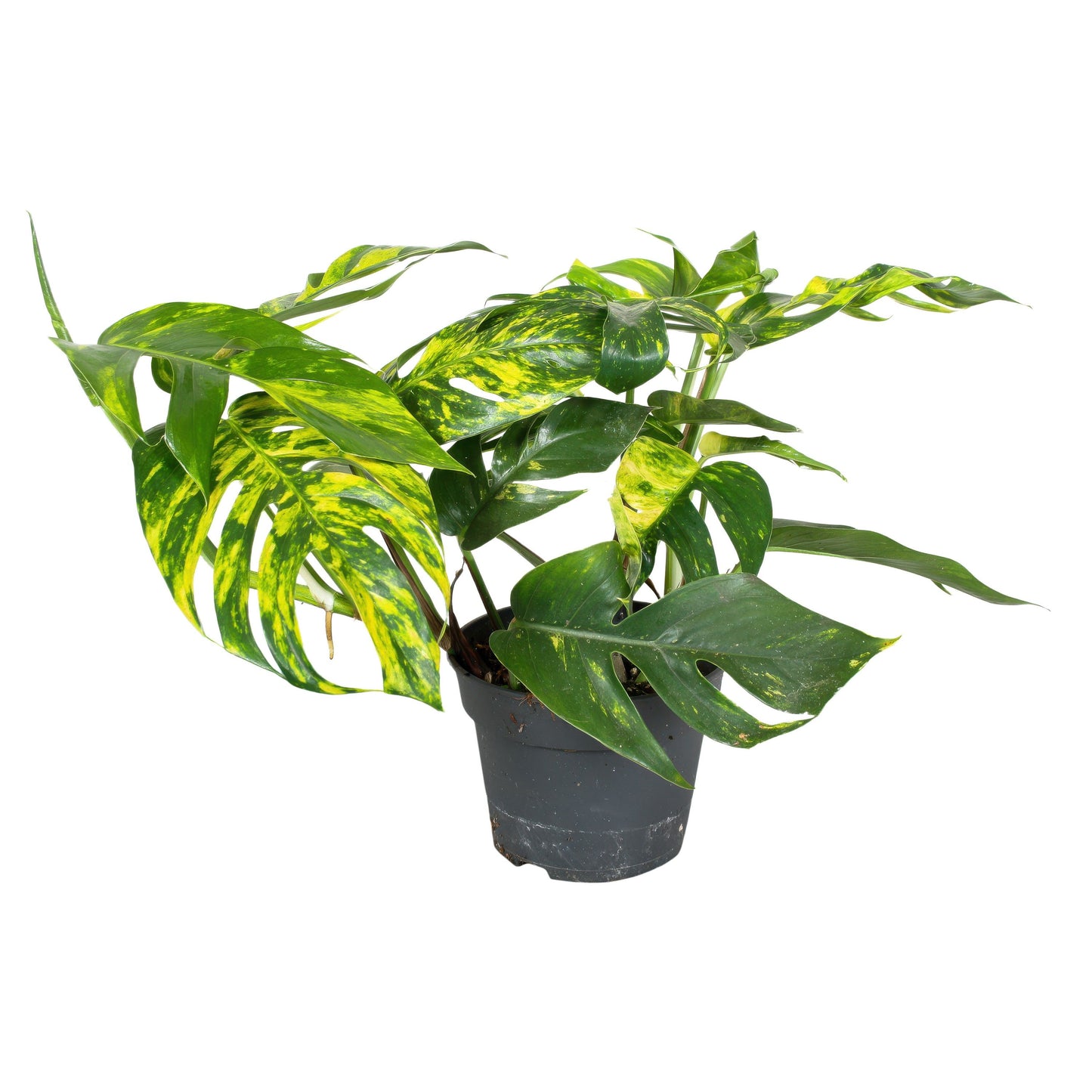 Epipremnum Pinnatum Cintho Goldfinger