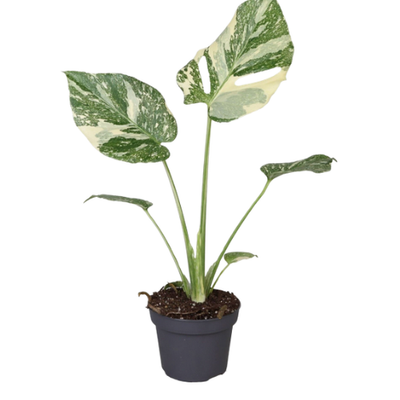 Monstera Creme Brulee