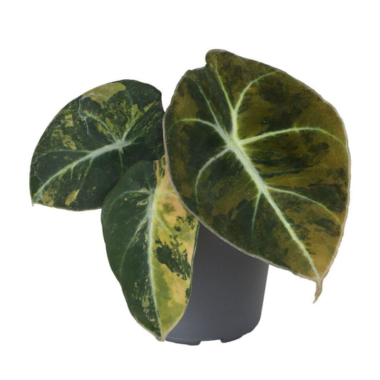 Alocasia Black Velvet Gold Aurea Variegated - Pick Date 6th