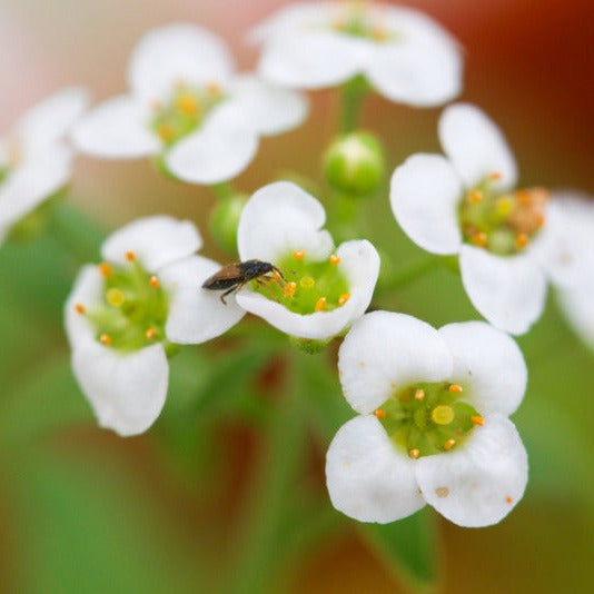 Orius Thrips Killer