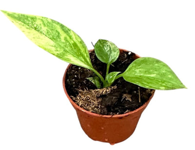 Anthurium Vittarifolium Variegated