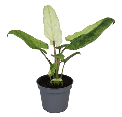 Alocasia Lauterbachiana Variegata