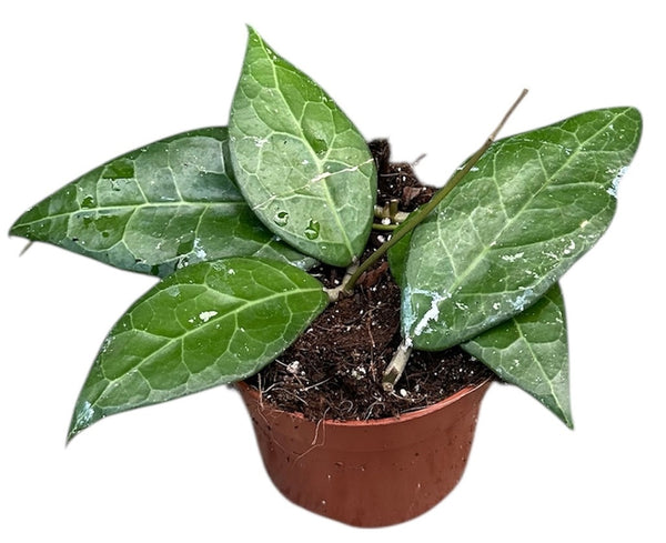 Hoya Verticillata Lampung - Pick Date 6th