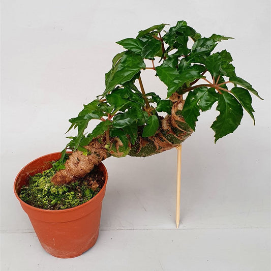 Begonia Carolineifolia 'Highlander'