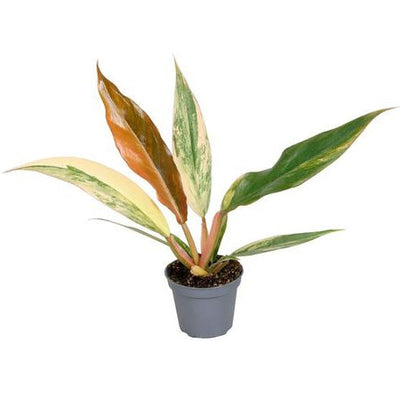 Mini Philodendron Caramel Marble - Pick Date 6th