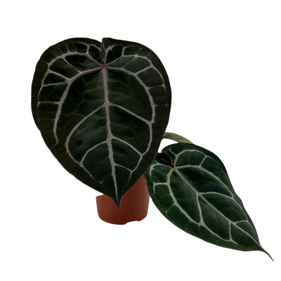 Anthurium Red Crystallinum - Pick Date 13th