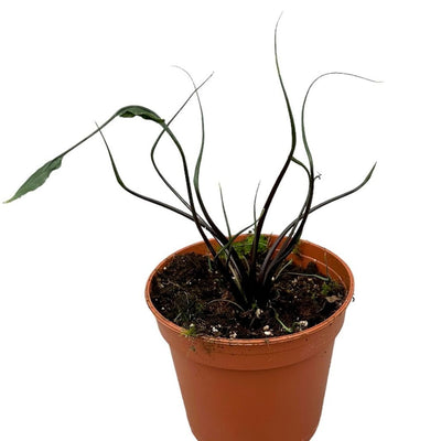 Alocasia Flying Squid - Pick Date 16th