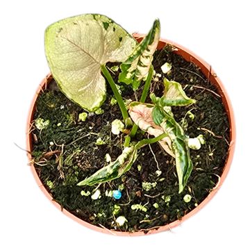 Syngonium Godzilla Pink - Pick Date 16th
