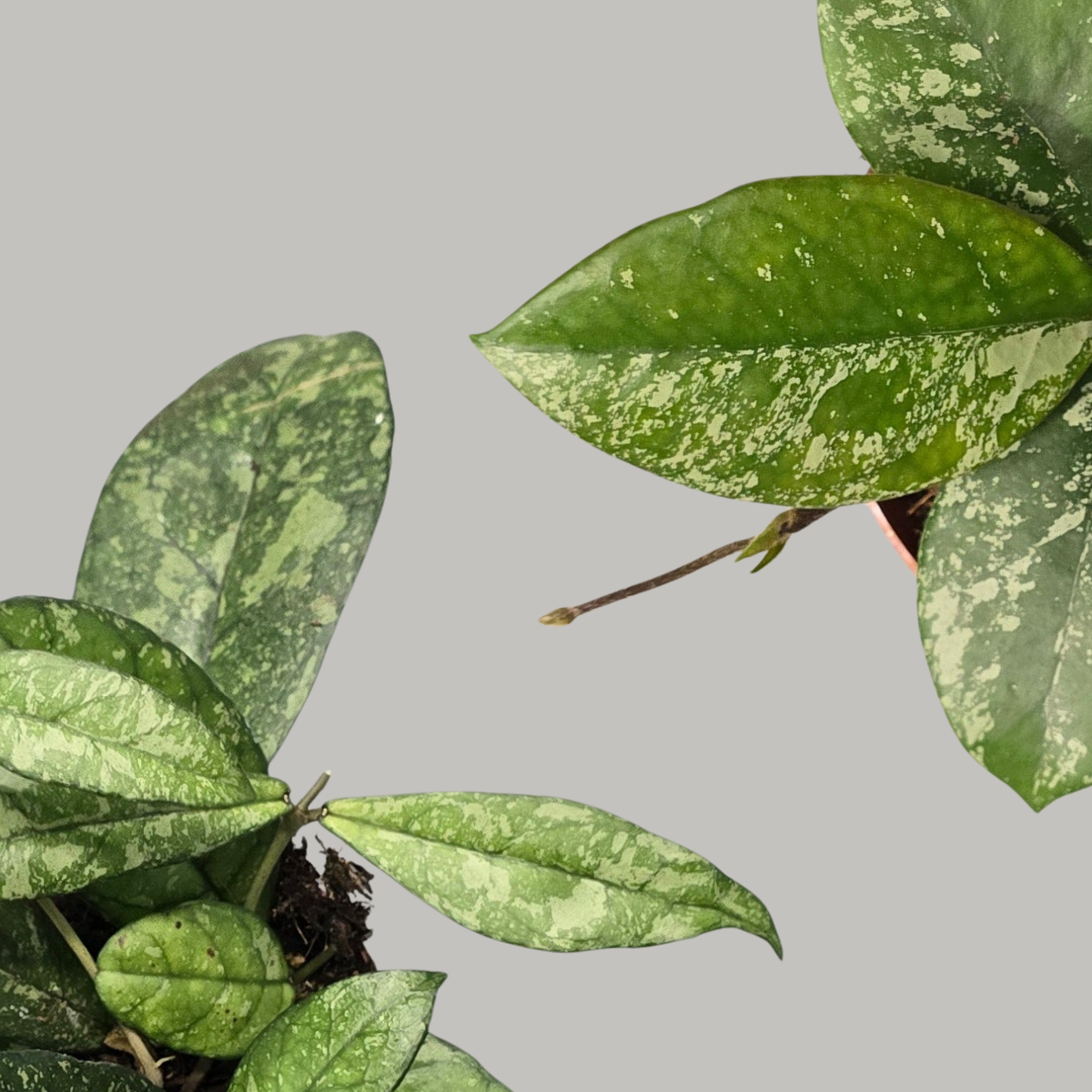 Hoya Splash Parasitica & Crassipetiolata Bundle