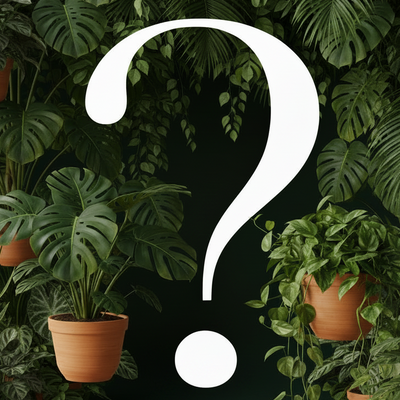 Mystery plant bundle with lush tropical foliage and bold question mark